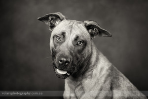 Black and White dog portrait photographed in studio in Melbourne for the Victorian Dog Rescue and resource group