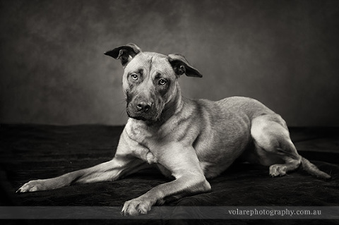 Victorian Dog Rescue black and white dog photography. Rescue Dogs