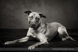 Black and white studio images and photography of dog lying down in Melbourne