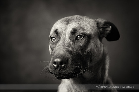 Victorian store dog rescue