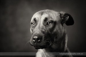 Black and white dog portrait photography studio in Melbourne for the Victorian Dog Rescue and resource group