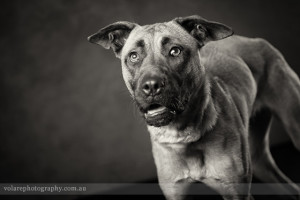 Black and white studio photograph of dogs in Melbourne