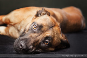 dog lying down looking cute and tired portrait photography studio in Melbourne for the Victorian Dog Rescue and resource group