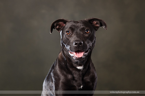 Black Kelpie Victorian Dog Rescue Group Dog Photography. Dog for Adoption