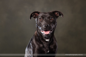 Black Kelpie Victorian Dog Rescue Group Dog Photography