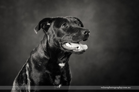Black Kelpie Victorian Dog Rescue Group Dog Photography Black and White. Dog for Adoption