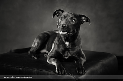 Black Kelpie Victorian Dog Rescue Group Dog Photography Black and White Studio. Dog for Adoption