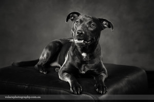 Black Kelpie Victorian Dog Rescue Group Dog Photography Black and White Studio