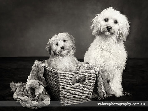 Pet Photography. Cavoodle dog portraits studio photography melbourne black and white