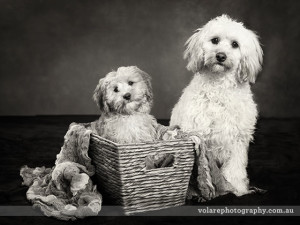 Cavoodle dog portraits studio photography melbourne black and white