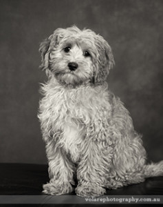 Cavoodle dog studio photography melbourne black and white