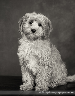 Pet Photography. Cavoodle dog studio photography melbourne black and white