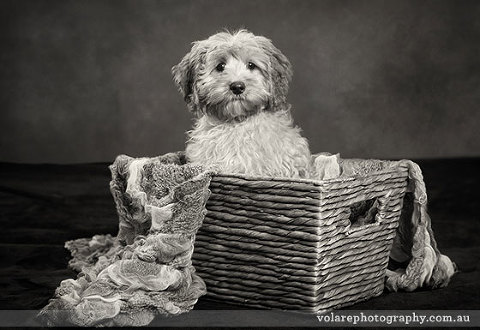 Pet Photography. Cavoodle puppy studio photography melbourne black and white