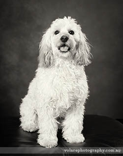 Pet Photography. Cavoodle studio photography melbourne black and white