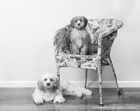 Pet Photography. Cavoodle studio portrait dogs photography melbourne black and white