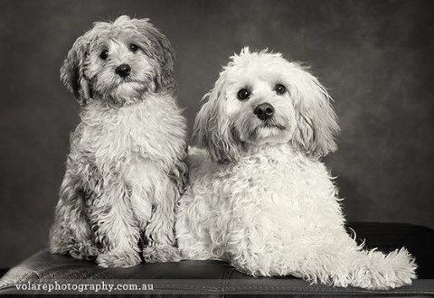Pet Photography. Multiple Cavoodle dog studio photography melbourne black and white
