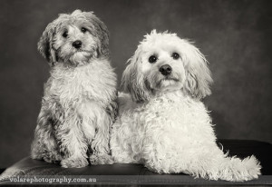 Multiple Cavoodle dog studio photography melbourne black and white
