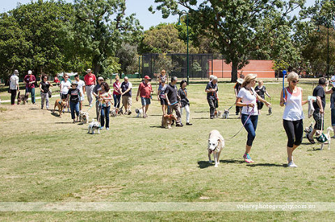 Adopters walk dogs around caulfield park Victorian Dog Rescue Group Christmas Party