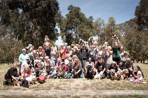 Victorian Dog Rescue Group Volunteers Adopters Caulfield Park Christmas Party
