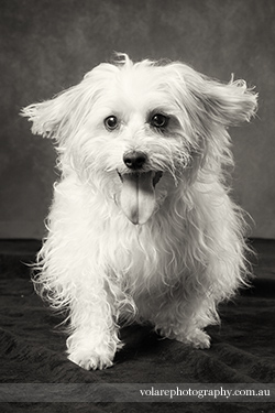 Melbourne Dog Photographer Studio Black and white Long haired Jack Russell