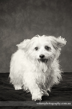 Melbourne Dog Photography Studio Black and white long haired jack russell with ears flapping