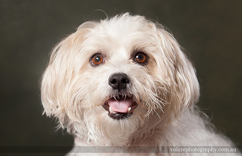 Melbourne Dog Photography Studio long haired jack russell portrait