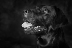 Black Labrador Dog Photography Melbourne Black and white