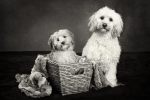 Cavoodle Black and White Dog Portrait Photographer Melbourne