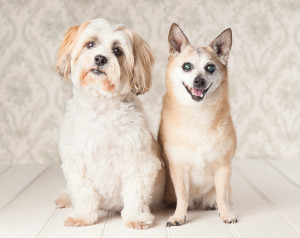 Dog and Pet Photography Melbourne