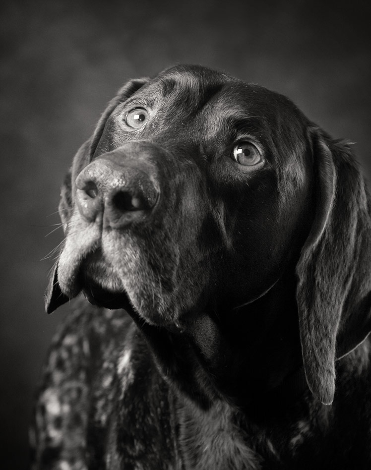 German Shorthaired Pointer Black and White Dog Photographer Melbourne ...