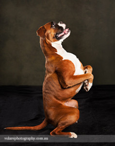 Boxer Begging Dog Photographer Melbourne