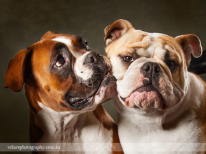 Boxer British Bulldog Kissing Dog Photographer Melbourne
