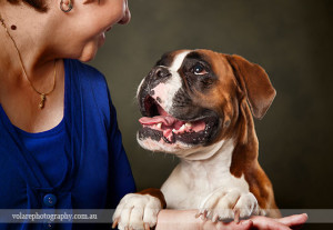 Boxer Lady Portrait Dog Photographer Melbourne Studio Family Love