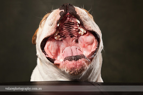 British Bulldog Mouth Open Dog Pet Photographer Melbourne Yawning