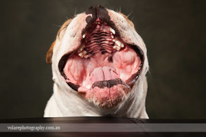 British Bulldog Mouth Open Dog Photographer Melbourne Yawning