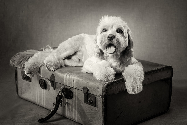 Cavoodle Black and White Dog Photographer Melbourne Studio Photography