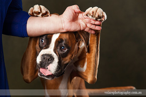 Funny Boxer Dog Pet Photographer Melbourne