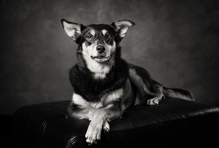 Kelpie Black and White Dog Portrait Photographer Melbourne Studio Photography
