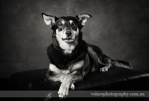 Kelpie Dog Photography black and white studio Melbourne. Rescue dogs