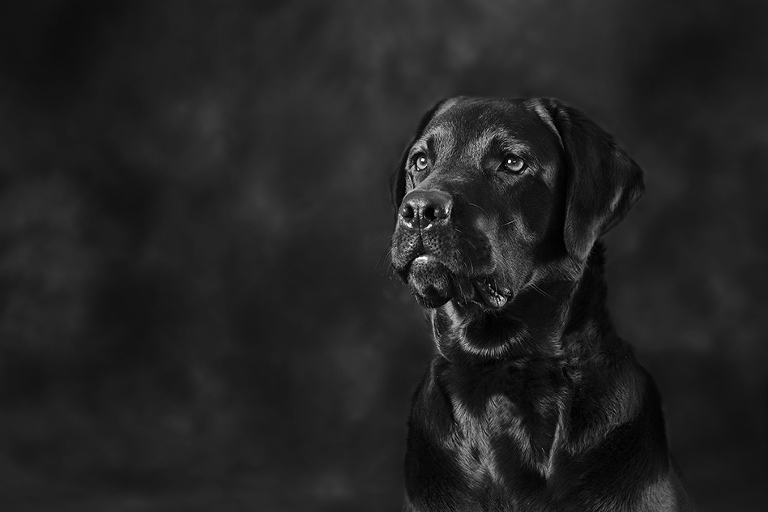 Labrador Black and White Dog Photographer Melbourne Studio Photography