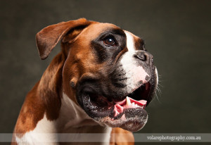 Portrait Boxer Profile Dog Photographer Melbourne
