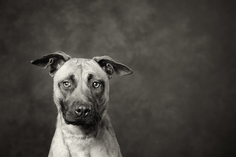 Victorian Dog Rescue Group Black and White Dog Photographer Melbourne Studio Photography