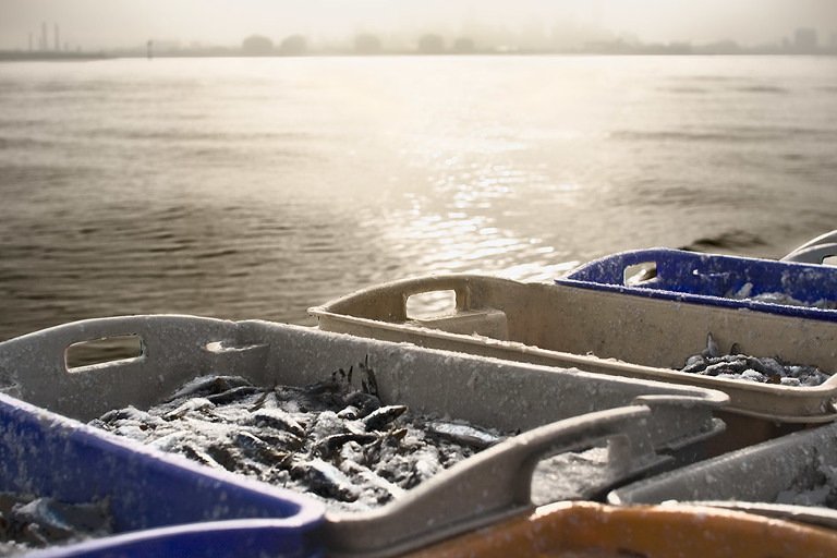 Melbourne Editorial Photography Bentleigh Commercial Fishing Port Phillip Bay
