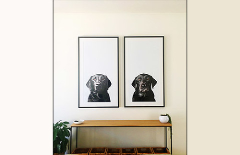 Framed wall photographs of two black labradors in living room