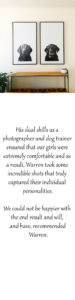 Dog portraits melbourne photography