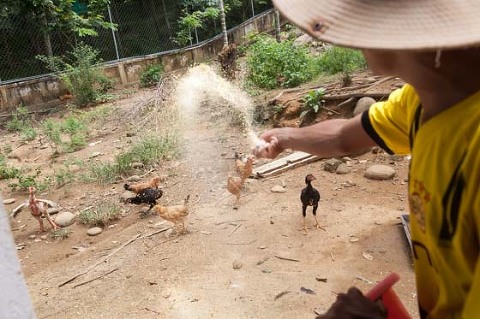 Feeding chickens OGCDC Organic Farm for youths with disabilities