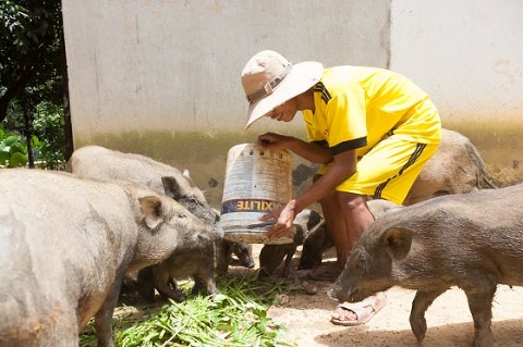 Feeding pigs and boar OGCDC Organic Farm for youths with disabilities