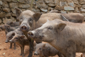 Wild boar livestock