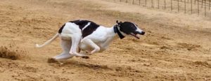 Greyhound running