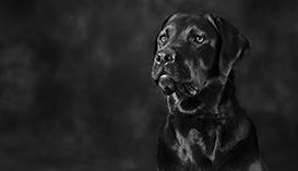 Black and White Dog Photographer Melbourne Labrador Portraits